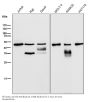 Anti-LIS1 Rabbit Monoclonal Antibody