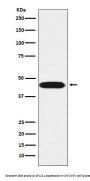 Anti-LIS1 Rabbit Monoclonal Antibody