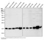 Anti-ARF1 Rabbit Monoclonal Antibody