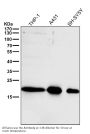Anti-ARF1 Rabbit Monoclonal Antibody