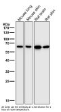 Anti-Hsp60 HSPD1 Rabbit Monoclonal Antibody