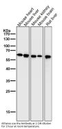 Anti-Hsp60 HSPD1 Rabbit Monoclonal Antibody