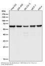 Anti-Hsp60 HSPD1 Rabbit Monoclonal Antibody