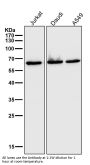 Anti-Hsp60 HSPD1 Rabbit Monoclonal Antibody