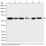 Anti-Hsp60 HSPD1 Rabbit Monoclonal Antibody