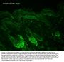 Anti-HSP60 HSPD1 Monoclonal Antibody