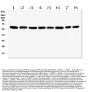 Anti-Hsp60/HSPD1 Antibody Picoband® (monoclonal, 6G2)