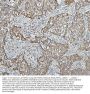 Anti-Hsp60/HSPD1 Antibody Picoband® (monoclonal, 6G2)