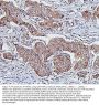 Anti-Hsp60/HSPD1 Antibody Picoband® (monoclonal, 6G2)