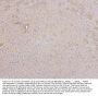 Anti-Hsp60/HSPD1 Antibody Picoband® (monoclonal, 6G2)
