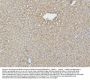 Anti-Hsp60/HSPD1 Antibody Picoband® (monoclonal, 6G2)