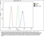 Anti-Hsp60/HSPD1 Antibody Picoband® (monoclonal, 6G2)