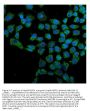 Anti-Hsp60/HSPD1 Antibody Picoband® (monoclonal, 6G2)