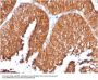 Anti-HSP60 (Heat Shock Protein 60) (Mitochondrial Marker) Monoclonal Antibody