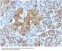 Anti-HSP60 (Heat Shock Protein 60) (Mitochondrial Marker) Monoclonal Antibody