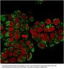 Anti-HSP60 (Heat Shock Protein 60) (Mitochondrial Marker) Monoclonal Antibody