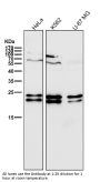 Anti-CD81 Rabbit Monoclonal Antibody