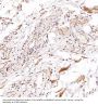 Anti-CD81 Rabbit Monoclonal Antibody