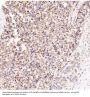 Anti-CD81 Rabbit Monoclonal Antibody