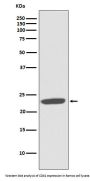 Anti-CD81 Rabbit Monoclonal Antibody