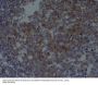 Anti-CD81 Rabbit Monoclonal Antibody