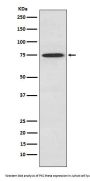 Anti-PKC theta Rabbit Monoclonal Antibody
