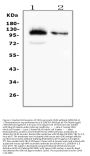 Anti-CD43/SPN Antibody Picoband® (monoclonal, 4I3)