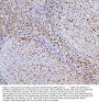 Anti-CD43/SPN Antibody Picoband® (monoclonal, 4I3)
