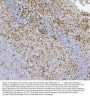 Anti-CD43/SPN Antibody Picoband® (monoclonal, 4I3)