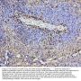 Anti-CD43/SPN Antibody Picoband® (monoclonal, 4I3)