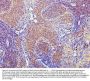 Anti-CD43/SPN Antibody Picoband® (monoclonal, 4I3)