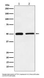 Anti-TIM1 HAVCR1 Monoclonal Antibody