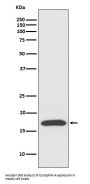 Anti-Cyclophilin A PPIA Rabbit Monoclonal Antibody