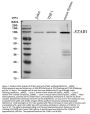 Anti-SATB1 Rabbit Monoclonal Antibody