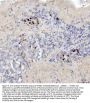 Anti-SATB1 Rabbit Monoclonal Antibody