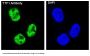 Anti-TTF1 NKX2-1 Rabbit Monoclonal Antibody