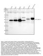 Anti-TTF1 NKX2-1 Rabbit Monoclonal Antibody