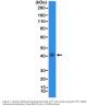 Anti-TTF1 (Thyroid transcription factor 1) NKX2-1 Rabbit Monoclonal Antibody, Clone#RM373