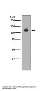 Anti-Neuropilin 1 NRP1 Rabbit Monoclonal Antibody