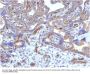 Anti-Thrombomodulin / CD141 (Endothelial Cell Marker) Monoclonal Antibody