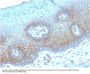 Anti-Thrombomodulin / CD141 (Endothelial Cell Marker) Monoclonal Antibody