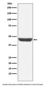 Anti-NDRG1 Monoclonal Antibody