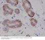 Anti-c-Kit Rabbit Monoclonal Antibody