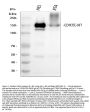 Anti-c-Kit Rabbit Monoclonal Antibody