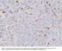 Anti-CD117/c-Kit Rabbit Monoclonal Antibody, Clone#RM359