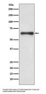 Anti-Cdc6 Rabbit Monoclonal Antibody