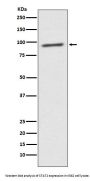 Anti-STAT2 Rabbit Monoclonal Antibody