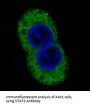 Anti-STAT2 Rabbit Monoclonal Antibody
