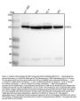 Anti-HIPK2 Rabbit Monoclonal Antibody