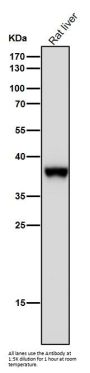 Anti-FBP1 Rabbit Monoclonal Antibody